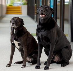 Image of Janitorial Staff